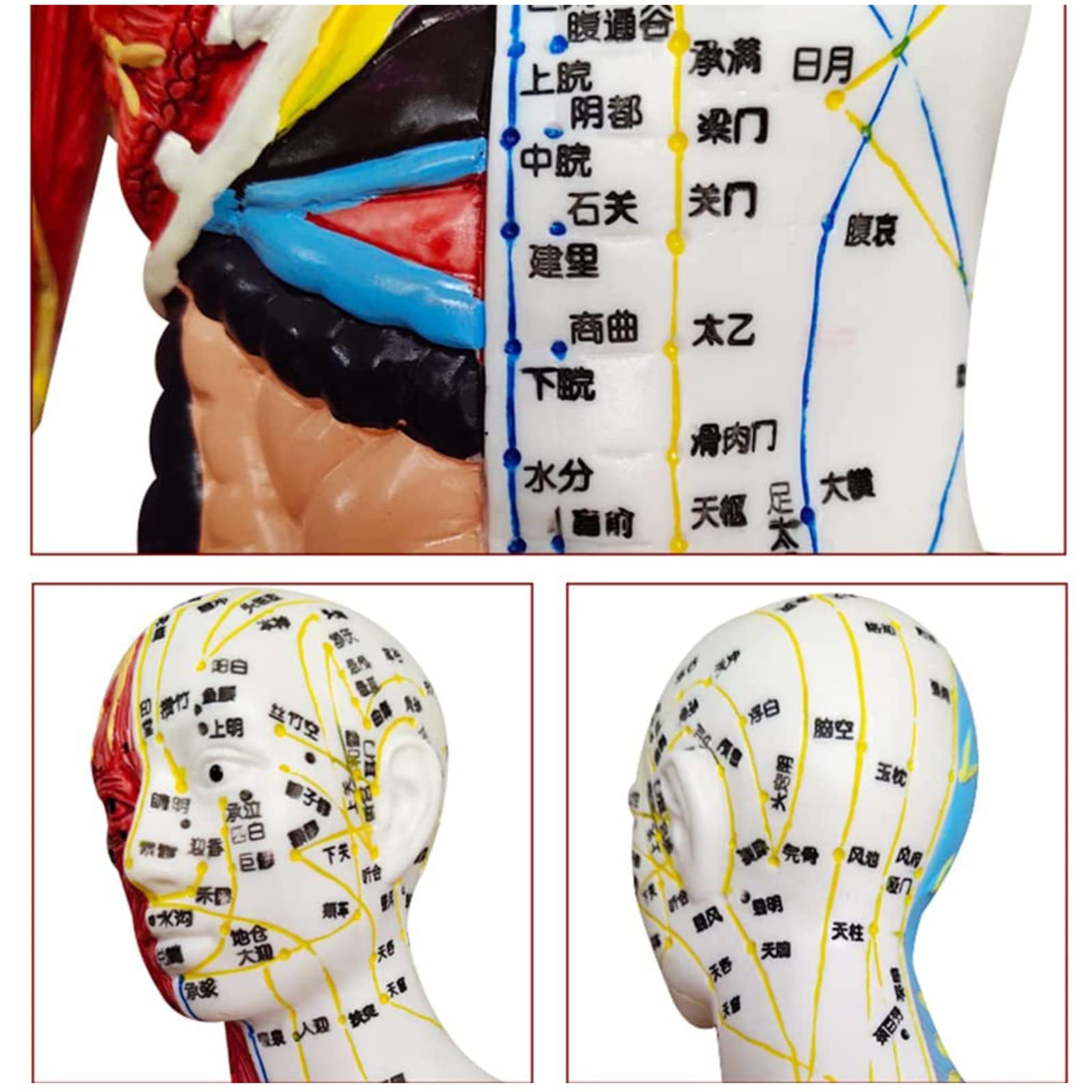 60 cm großes anatomisches männliches Akupunktur- und Muskelmodell, Druckpunkt und Meridiane für Akupunkturisten und andere medizinische Fachkräfte zur Ausbildung von Lehr- und Bildungsbedarf