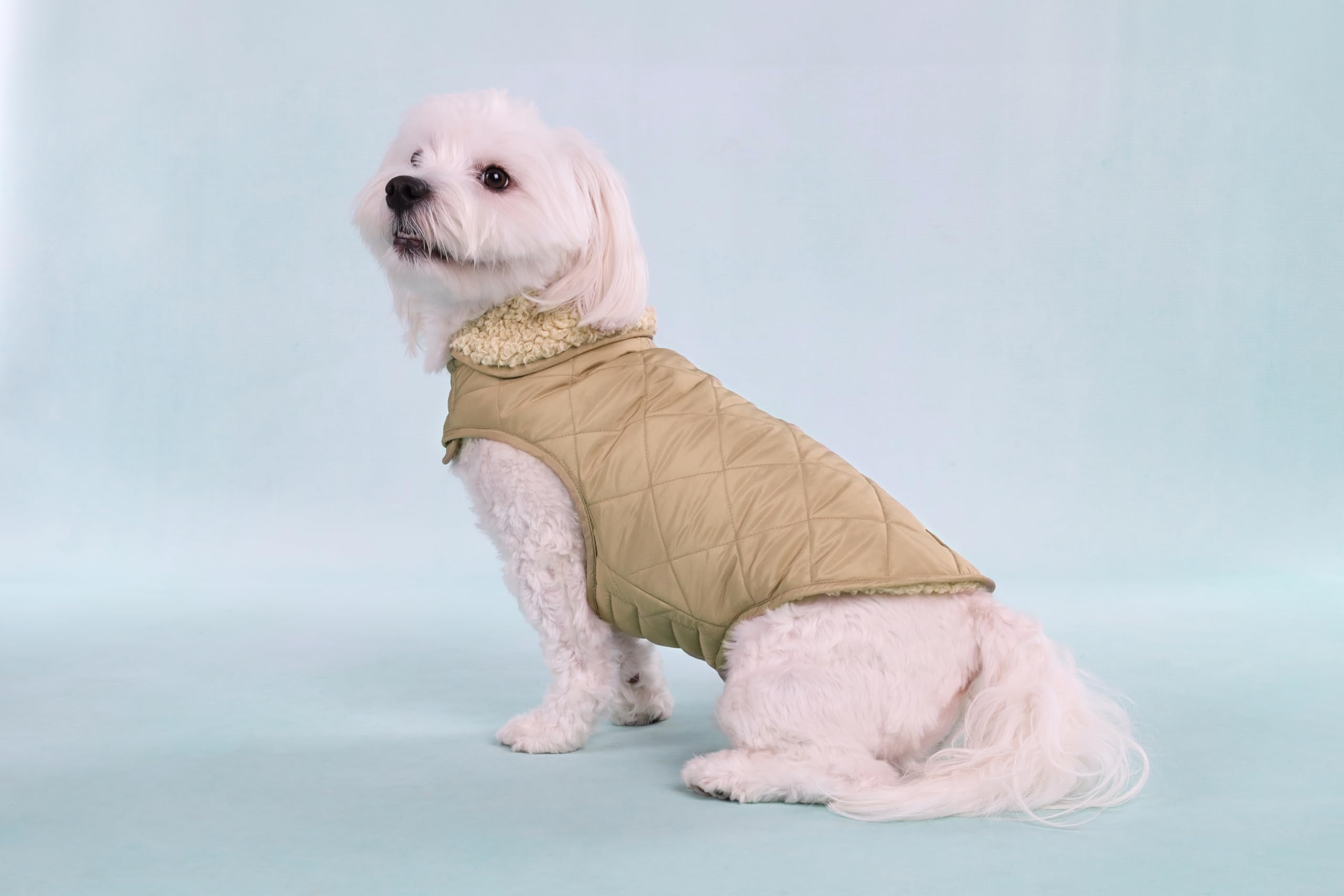Flamingo Bonnie Beige Płaszcz dla psów - Rozmiar 35 cm (A: 35 cm, B: 34-38 cm, C: 50-54 cm) - Idealny dla Chihuahua, Jamnik, Shih Tzu, Mops i Cavalier King Charles