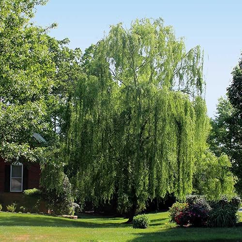 Brighter Blooms - Árbol de sauce llorón, 6-7 pies - No hay envío a AZ
