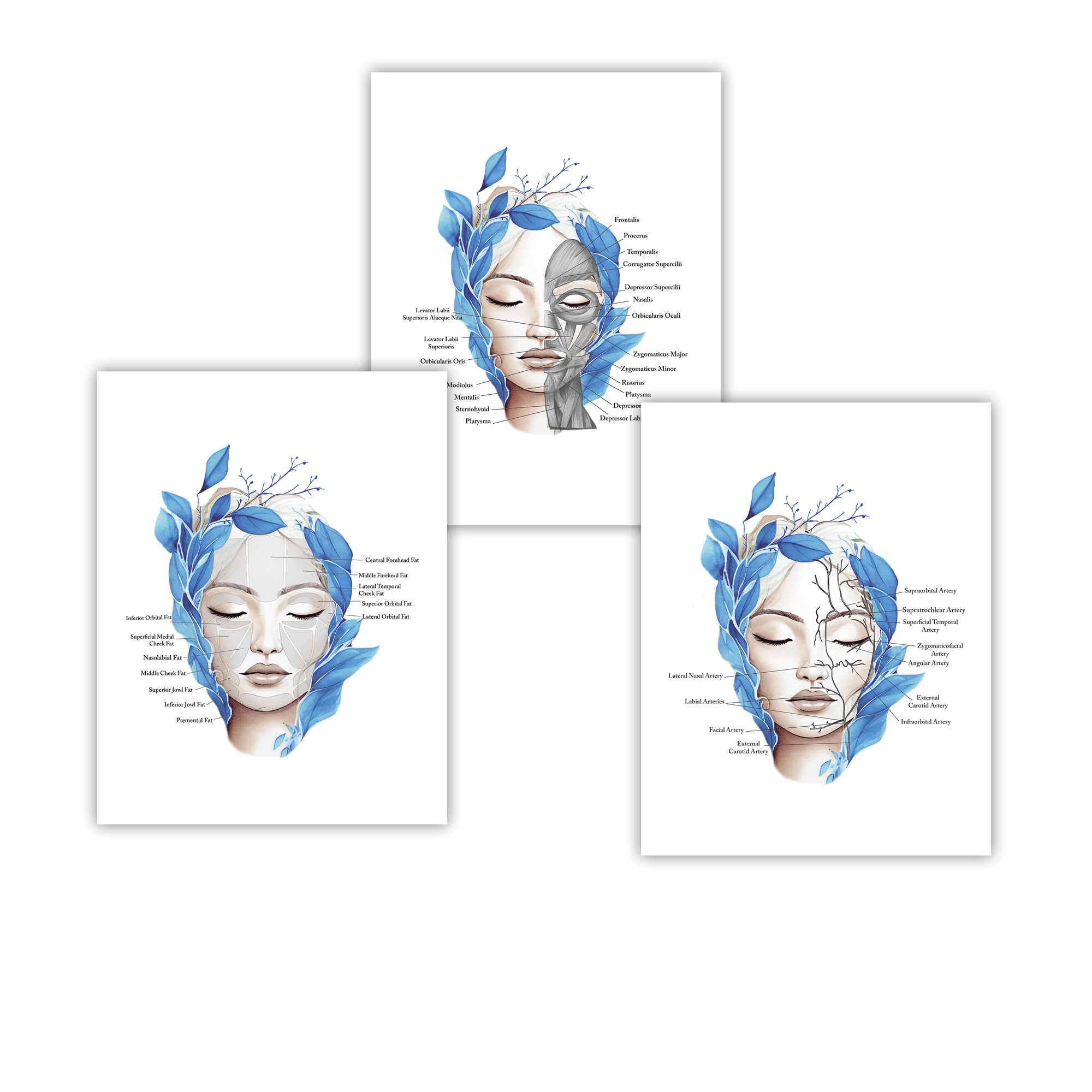 Gnosis Picture Archive Facial Anatomy Set of 3 Art Unframed Prints Medspa Aesthetician Blue Wall Decor