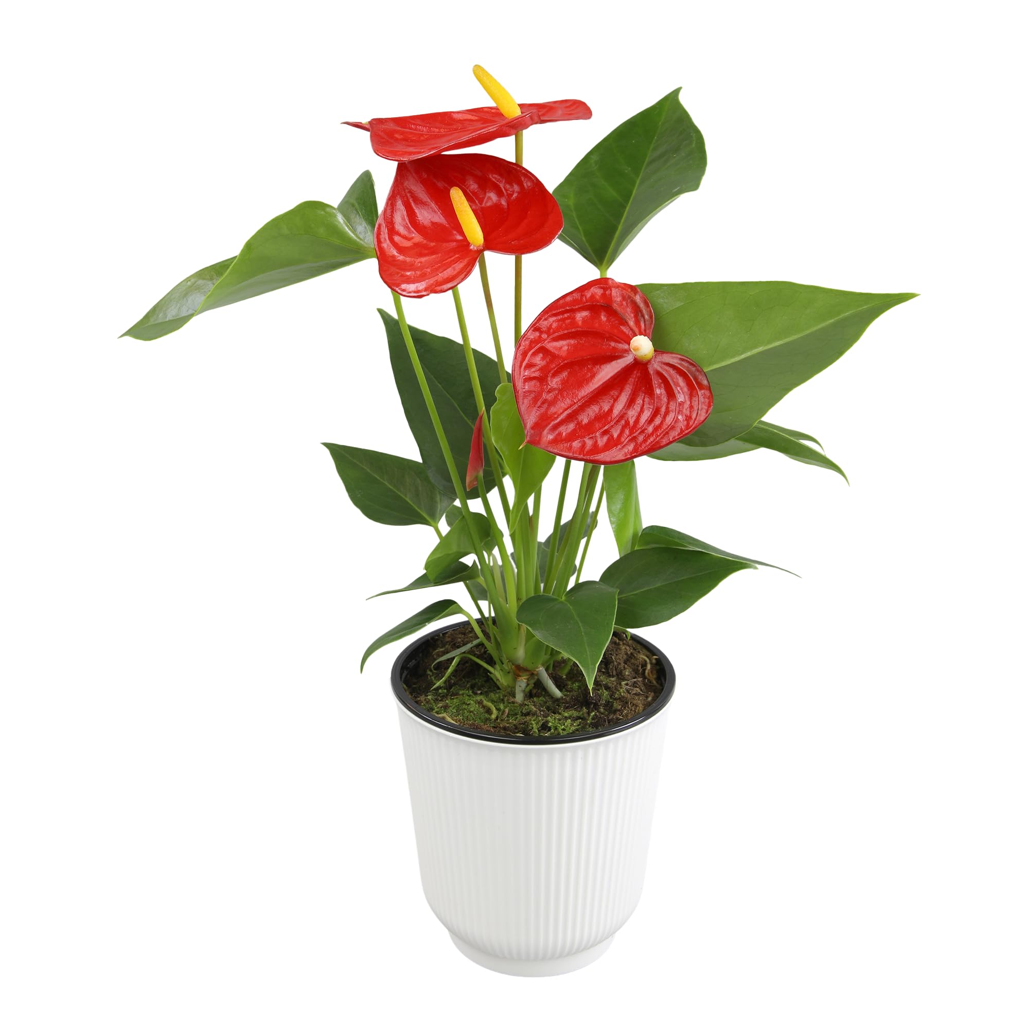 altman plants red anthurium live plant decor in 4 inch white plastic plant pot easy to grow desk plant easy plant gift decorative indoor plant live anthuriums live plants grown in potting soil mix