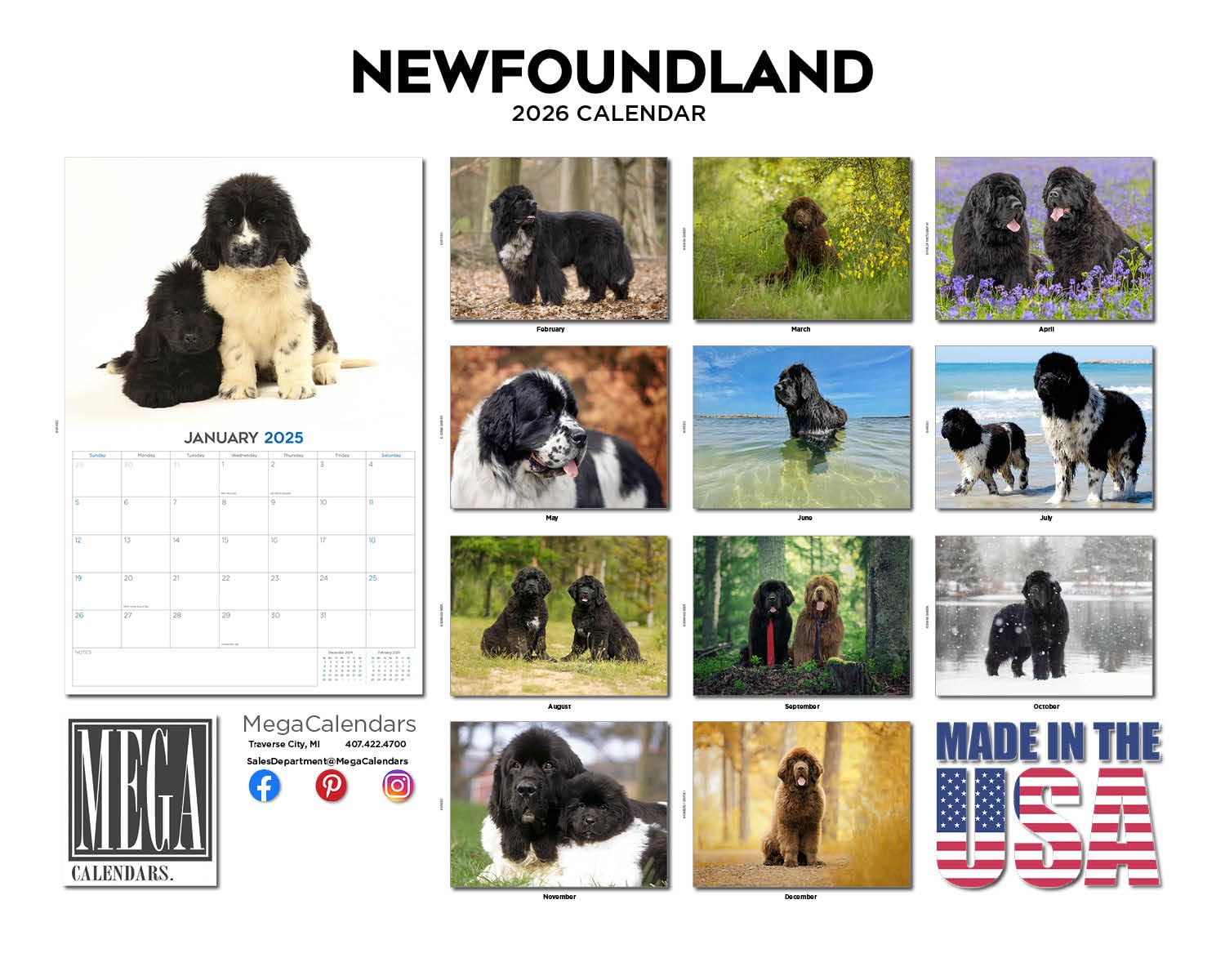 Calendario 2024 2025 de Terranova – Calendario mensual de pared de raza de perro – 12 x 18 pulgadas abierto – Papel grueso que no se corre – Regalo – Calendario académico para profesores, organización