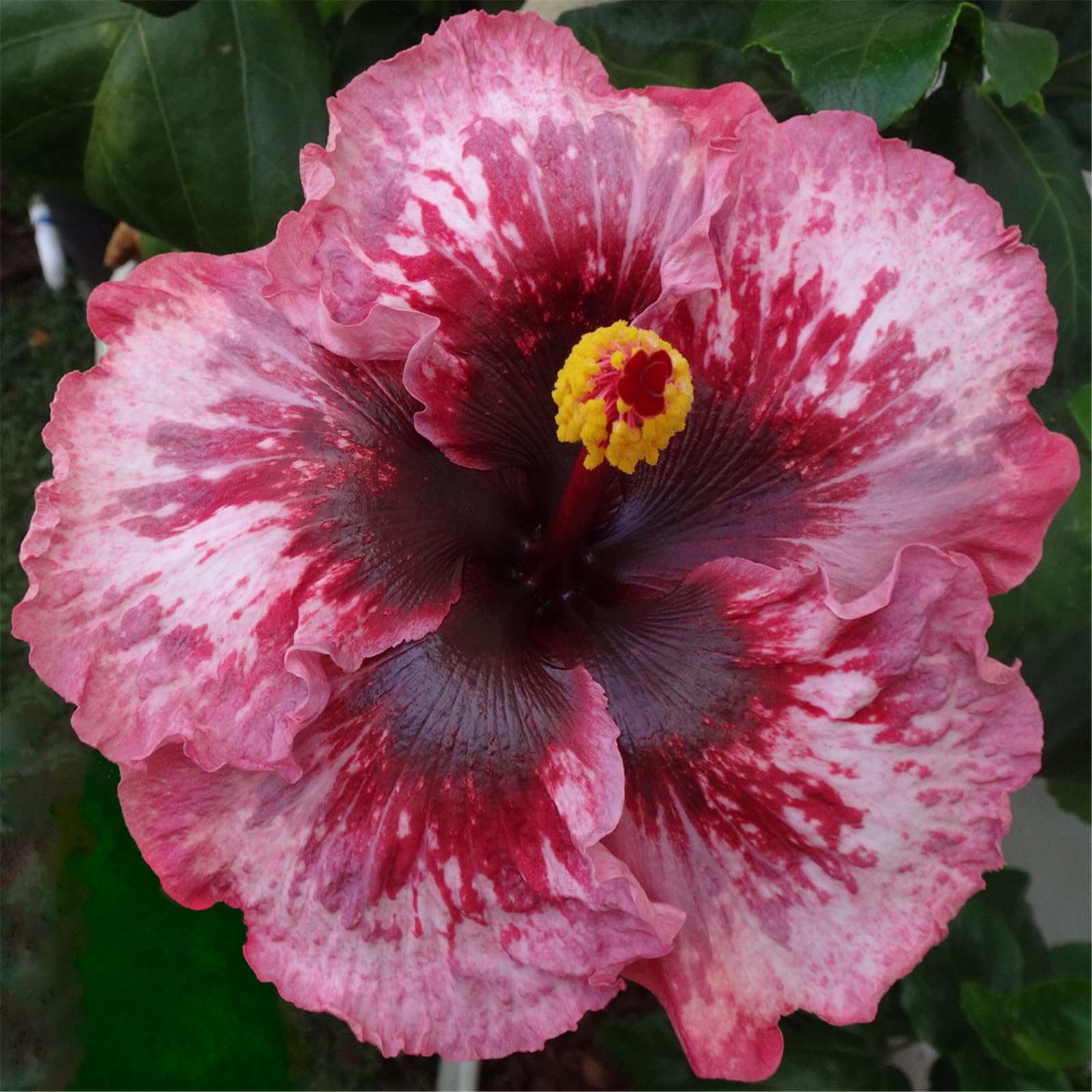 Perennial Hibiscus Bulbs/Hibiscus Plants for Sale/Cut Flowers/Natural Organic/Greening Flower/Wedding Flowers-2 Bulbs-e