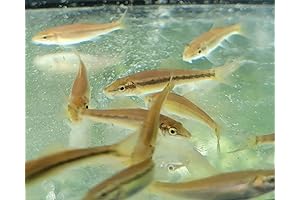 Chinese Algae Eater - The Super Fish for a Clean Aquarium