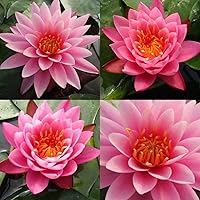 Vista 3 de Colorado Pink Hardy Water Lily Rhizome Live Aquarium Pond Plant BUY2GET1FREE