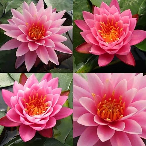 Miniatura 3 de Colorado Pink Hardy Water Lily Rhizome Live Aquarium Pond Plant BUY2GET1FREE