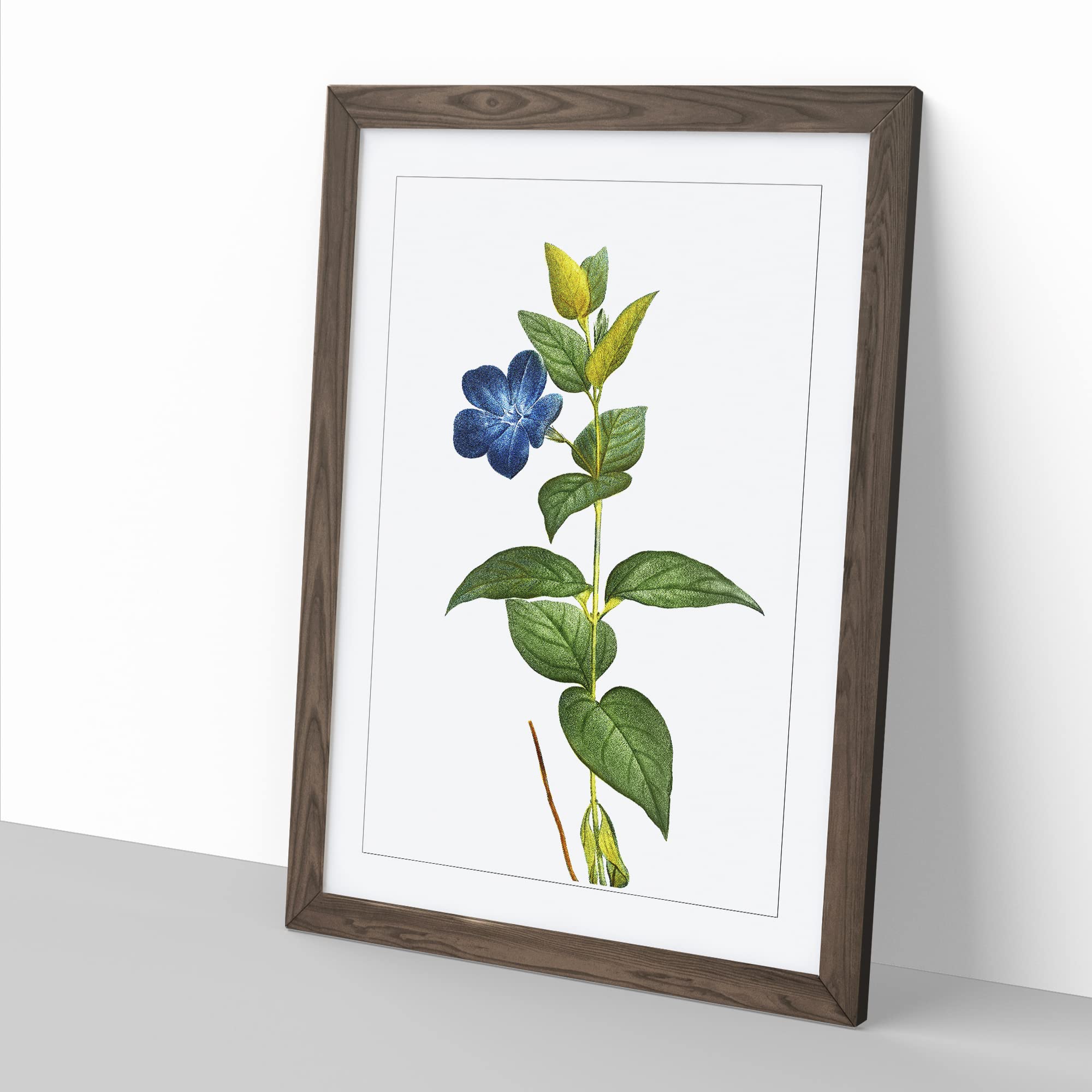Periwinkle Blue Flowers By Pierre Joseph Redoute Vintage Framed Wall Art Print - Image 2