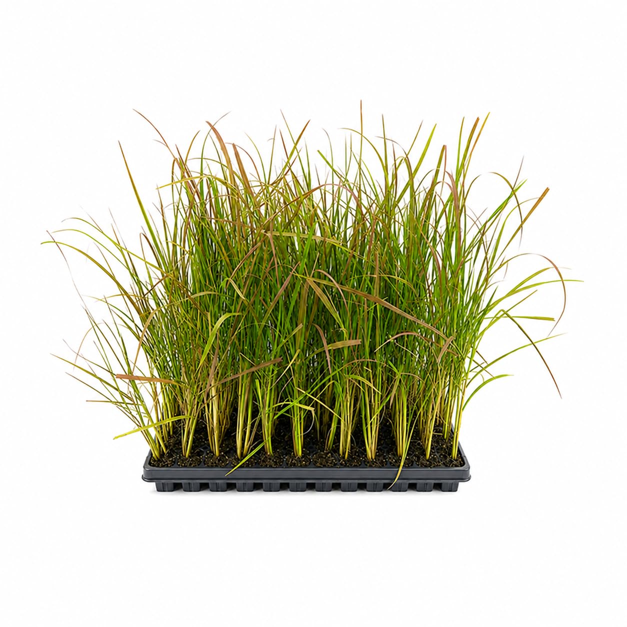 Red Fountain Grass Pennisetum Setaceum Rubrum