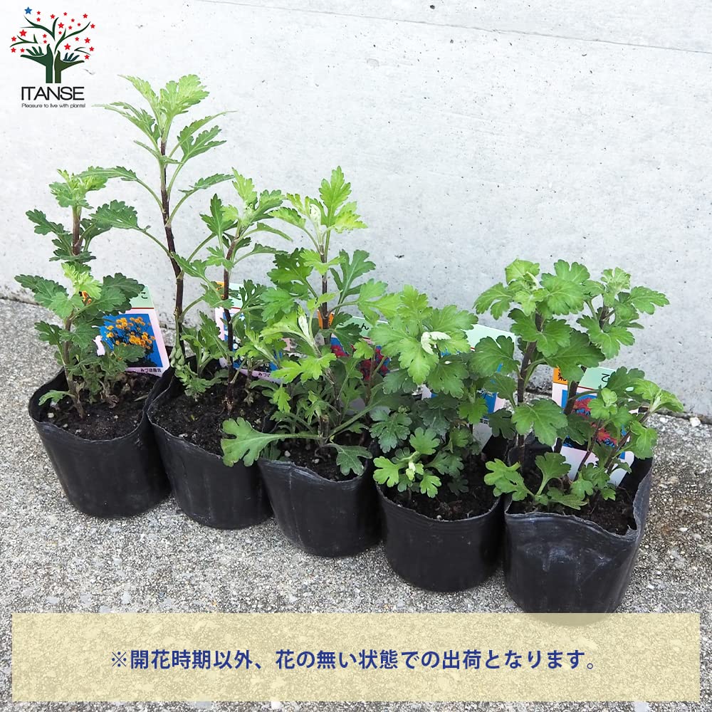 全3巻セット 菊作り名人奥技 農文協 菊 盆栽 菊作り名人奥技 (第2巻) | 菊作り名人奥義編集委員会 |本 | 通販