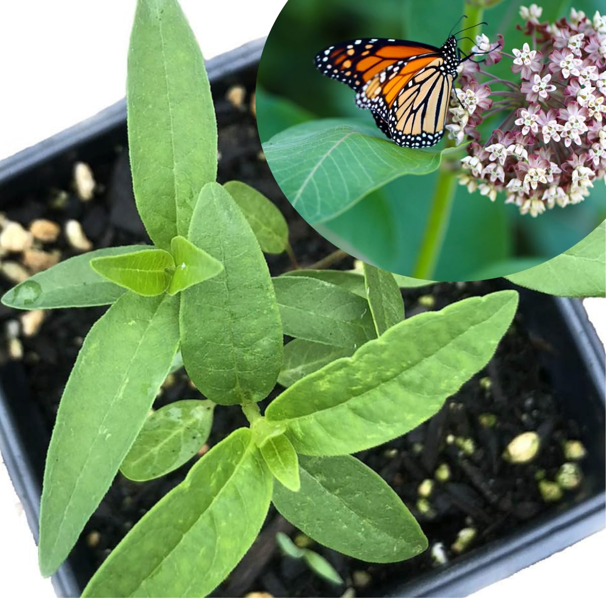 Smoke Camp Crafts Organic Common Milkweed