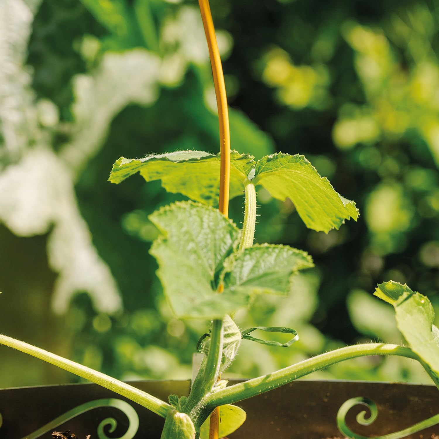 bellissa 10 spirali di pomodoro di alta qualità – aste di pomodoro e barre a spirale per il viticcio in giardino Colorata Miele 110 cm Ø 5 mm