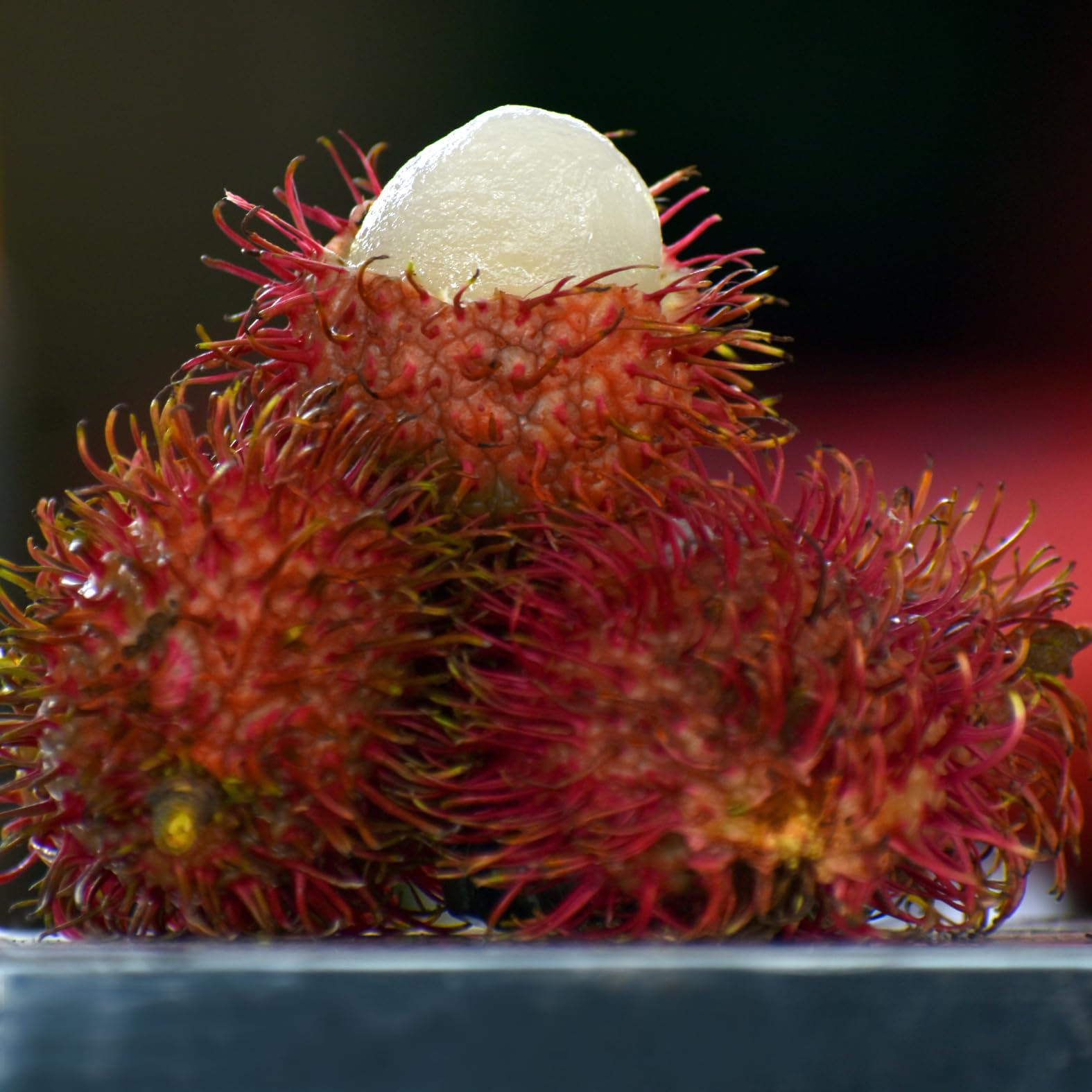 See full amazon price history chart for Veliyath Garden Rambutan Ceasar Plants (Red) (Nephelium Lappaceum) Veliyath Garden Rambutan Ceasar Plants (Red) (Nephelium Lappaceum) (B0CPPSMCN2) Amazon Price History, Amazon Price Tracker