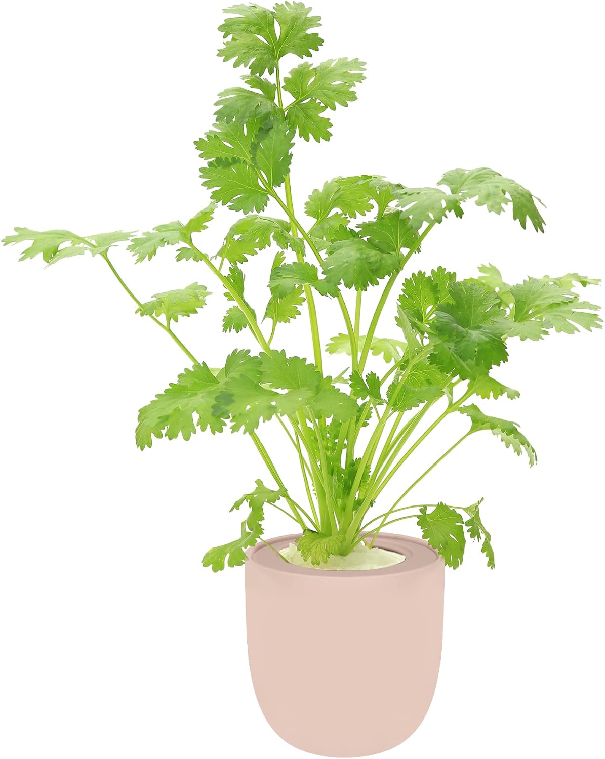 Hydroponic Herb Growing Pink Ceramic Kit, Self-Watering Kitchen Garden Starter Kit with Organic Seeds (Cilantro)