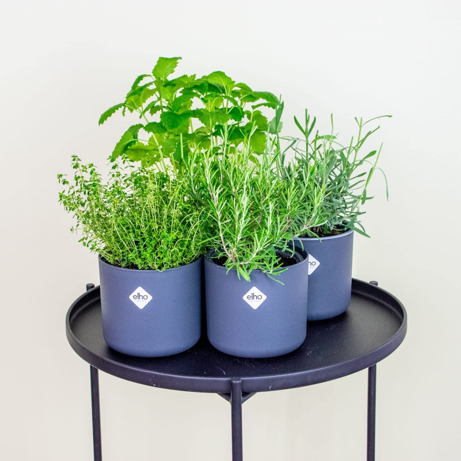 Italiennes Herbes Fraîches Aromatiques Plantes en pot de fleurs Ø 14 cm - Lot de 4 - hauteur : 12-15 cm - Herbes Aromatiques Interieur Jardin Romarin Thym Lavande Sauge et Origan