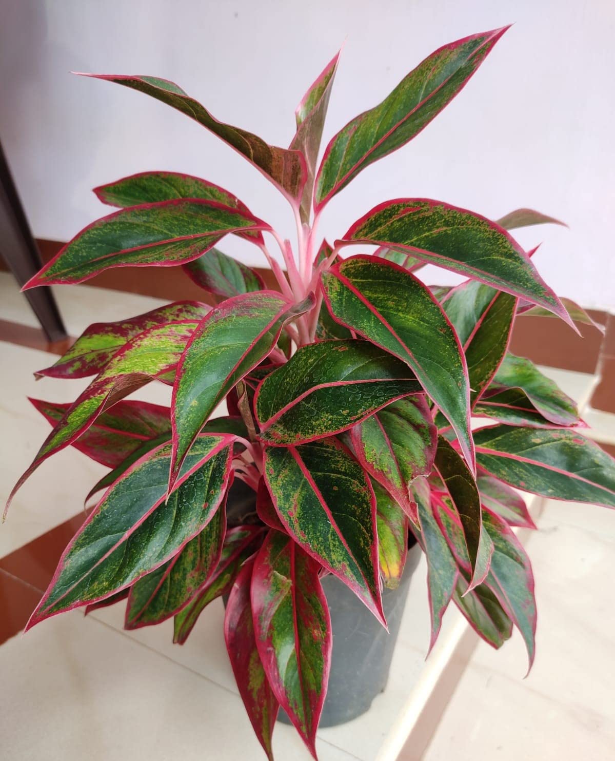 See full amazon price history chart for Evergreen Trader Aglaonema Red Bordered Leaf Live Plant Without Pot Evergreen Trader Aglaonema Red Bordered Leaf Live Plant Without Pot (B09PVQHD3Y) Amazon Price History, Amazon Price Tracker