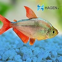 Vista 2 de Grava marina decorativa, 1 libra, azul