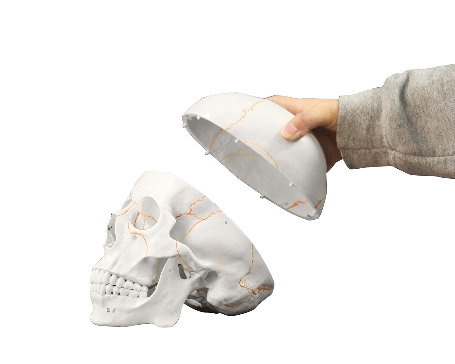 Vision Scientific VAL221 Medical Numbered Human Skull-3 Part | Life Size | from Real Human Skull, Detail Hand Painted Numbering | Sectioned Skullcap | Suture Lines & Full Dentition | Labelled Diagram