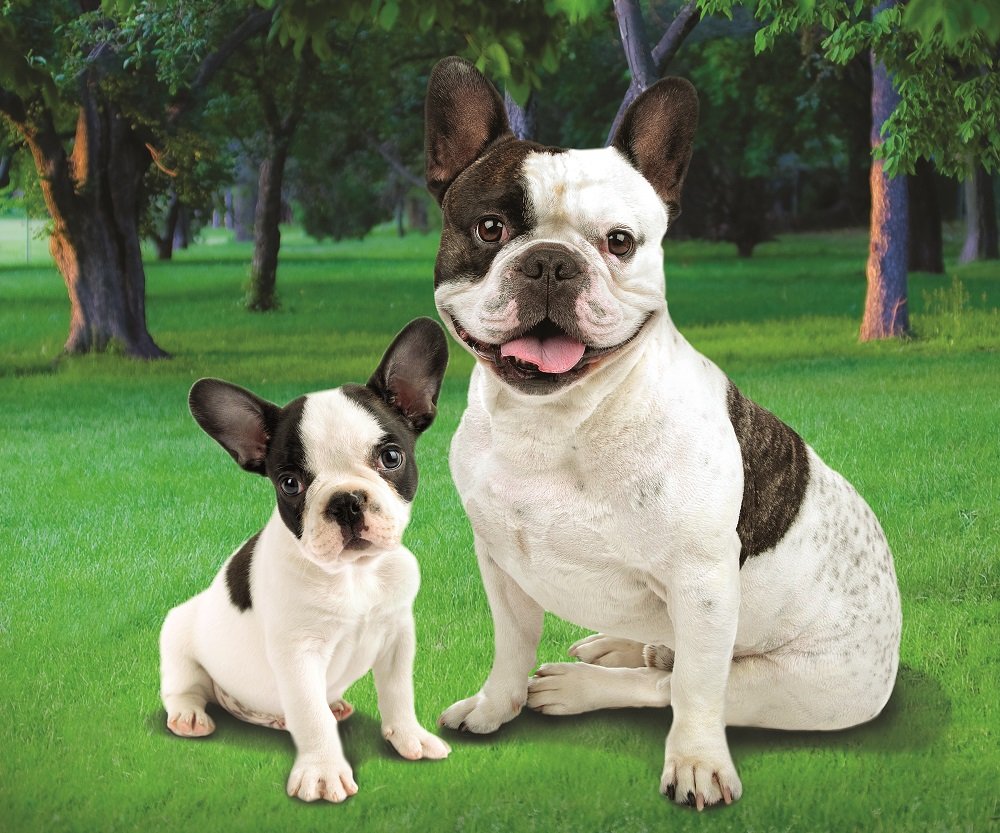 French Bull Dog in The Park Fleece Throw Blanket 50" x 60"