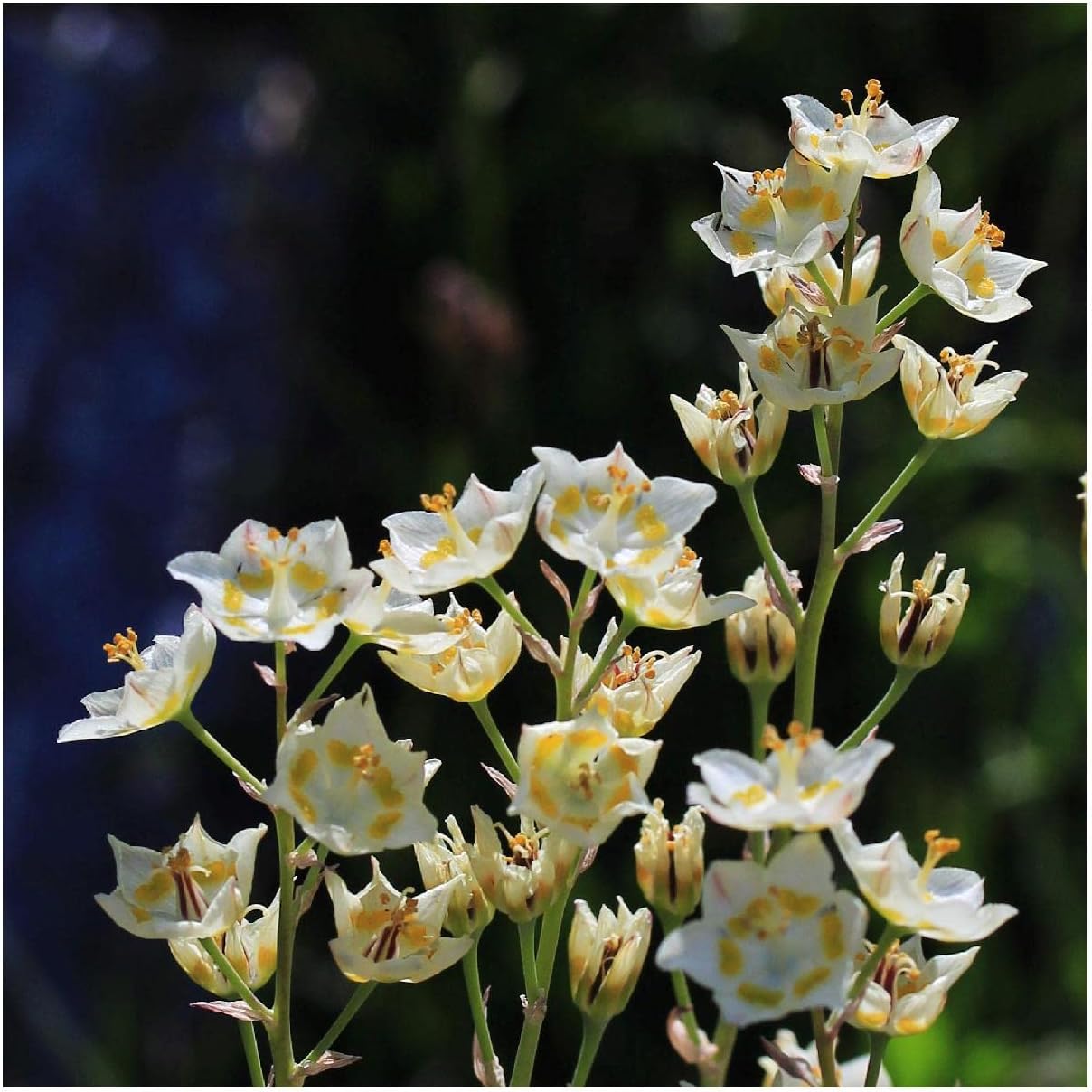 Everwilde Farms - 1 Oz White Camass Native Wildflower Seeds - Gold Vault