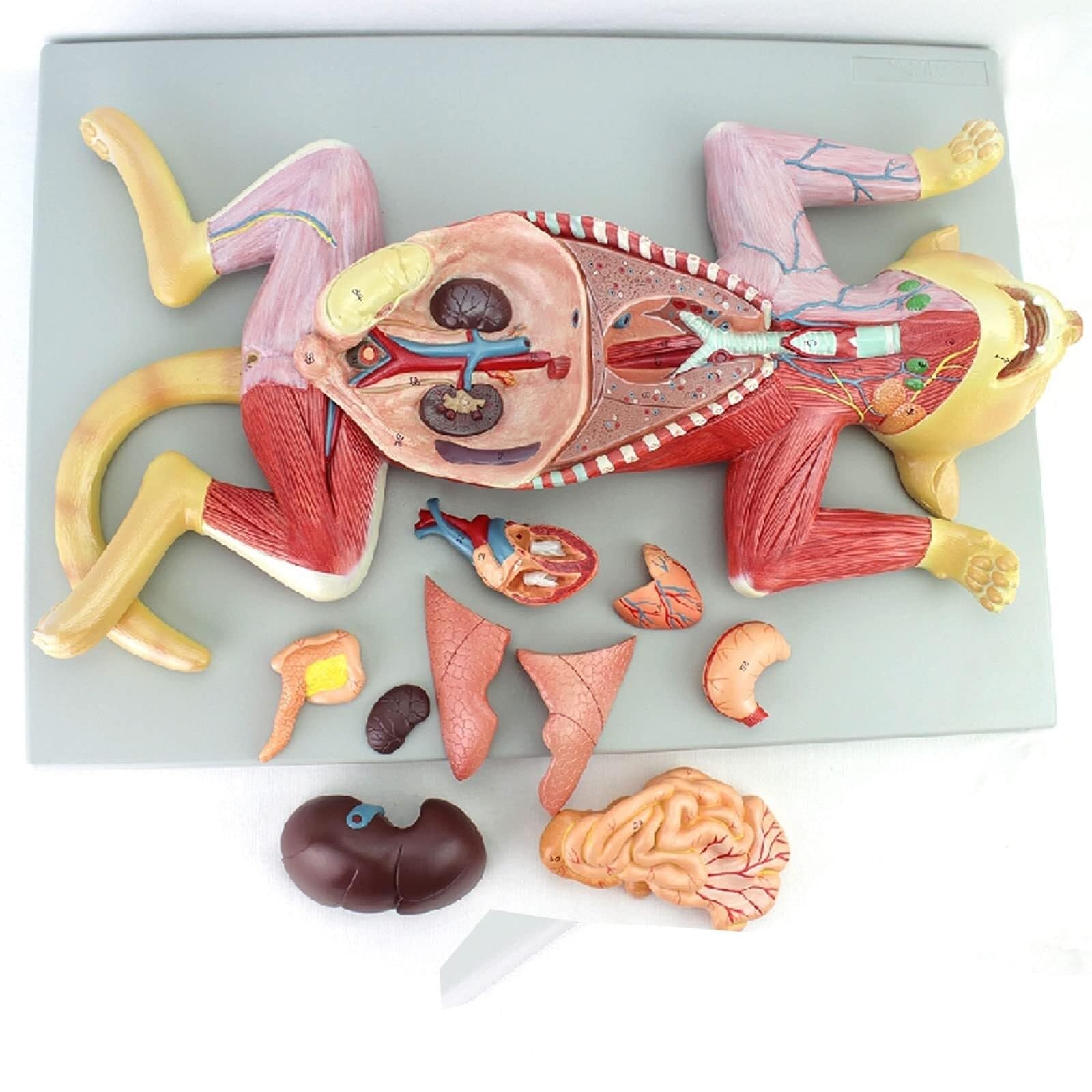 Modelo anatómico de Gato 3D Visual. Kit de Modelo anatómico de Gato. Anatomía Animal Desmontable y ensamblable. Enseñanza Veterinaria anatómica de cría de Animales.