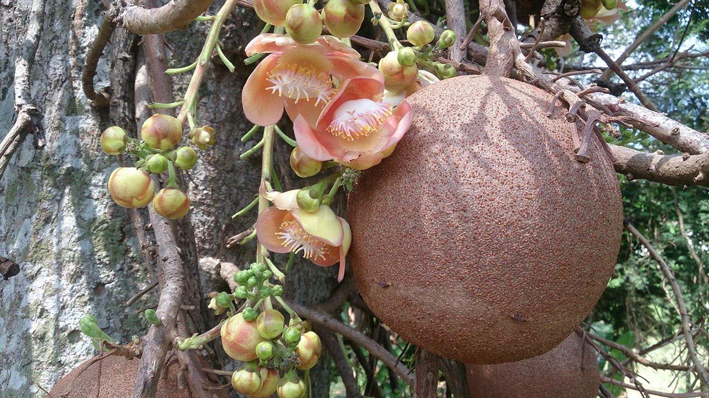Creative Farmer Live Plant Plants Outdoor Naaga Danthee(Cannonball Tree) Nagamalli Deciduous (1 Healthy Live Herb/Medicinal/Ornamental Plant) (B08P5Q62T7) Amazon Price History, Amazon Price Tracker
