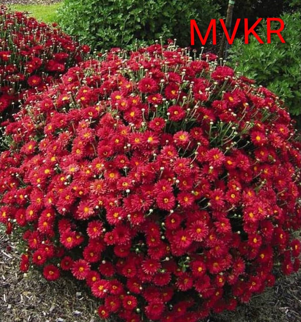 MVKR Live Guldavari-Chrysanthemum Sevanthi Flower Plant I With Growbag