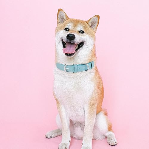 Miniatura 2 de WimuPath Collar de cuero para perro pequeño, mediano y grande, ajustable, impermeable, con hebilla de aleación, resistente para cachorros y gatitos