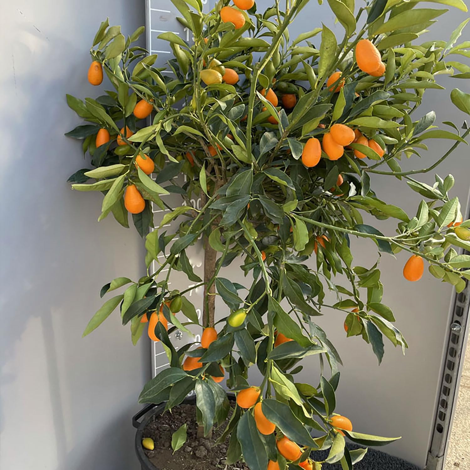 SAVINI VIVAI Pianta di Kumquat Mandarino Cinese Albero di Agrumi Kumquat Gigante in Vaso da 35 cm Altezza 150-180 cm 6-7 Anni di innesto Made Italy