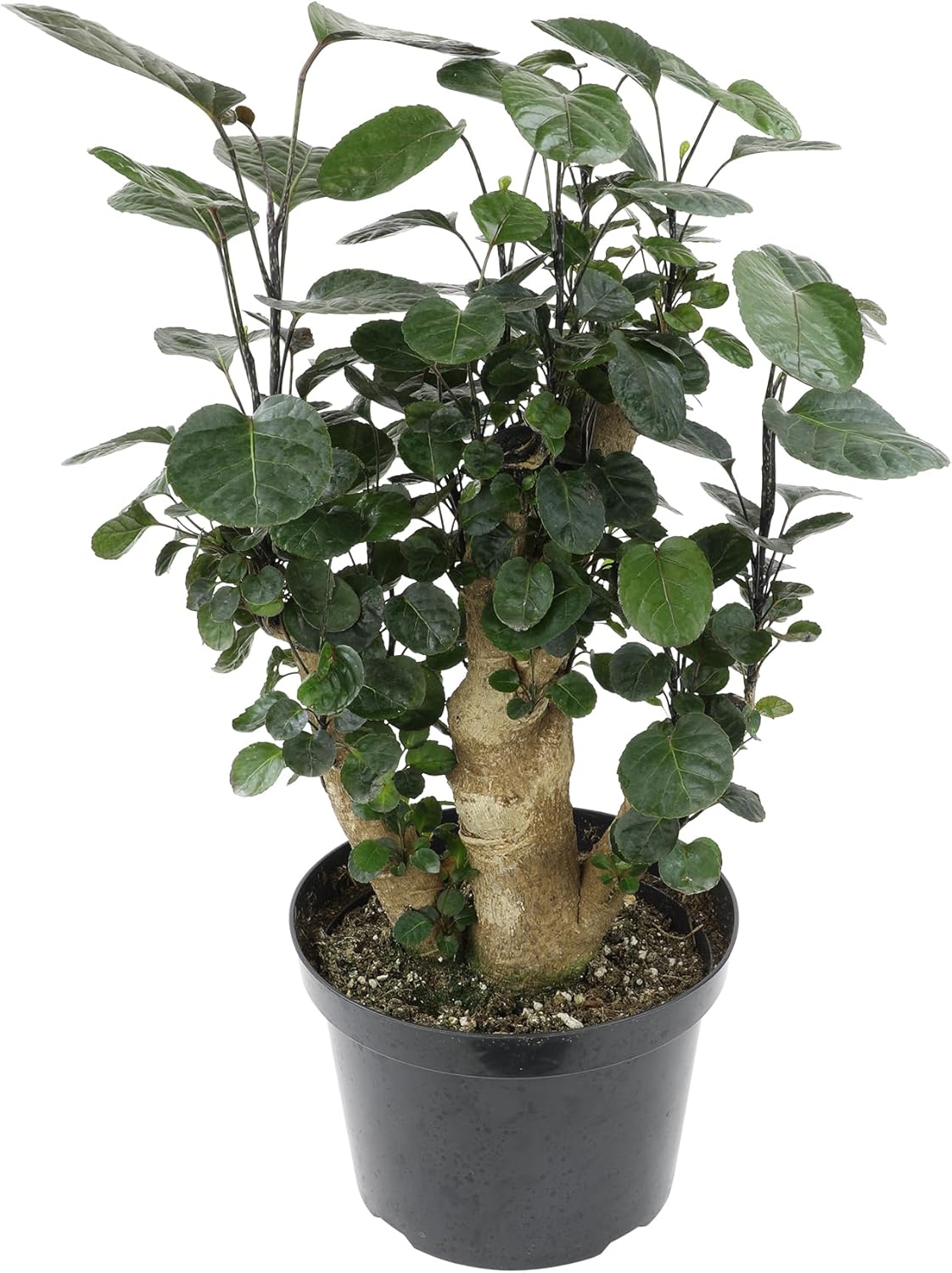 Rare Live Aralia 'Fabian Stump' in 8" Grower Pot, Unique Houseplants, Exotic Foliage for Home or Office, Air Purifying Easy Plant to Grow for Beginners by Plants for Pets