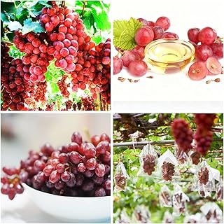 Mixrug 50+ Organic Red Grapes Seeds Seedless-Edible Grape Vine Seeds for Planting Non-GMO Heirloom-Vitis Vinifera Seed Red Sweet Grape Fruit Plant Fast Growing in Garden Home