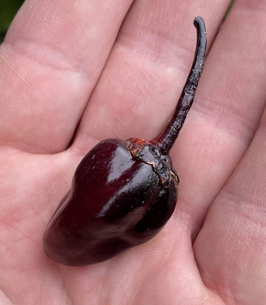 Amazon.com : Purple Bubblegum 7 Pot BBG Scorpion Super Hot Pepper