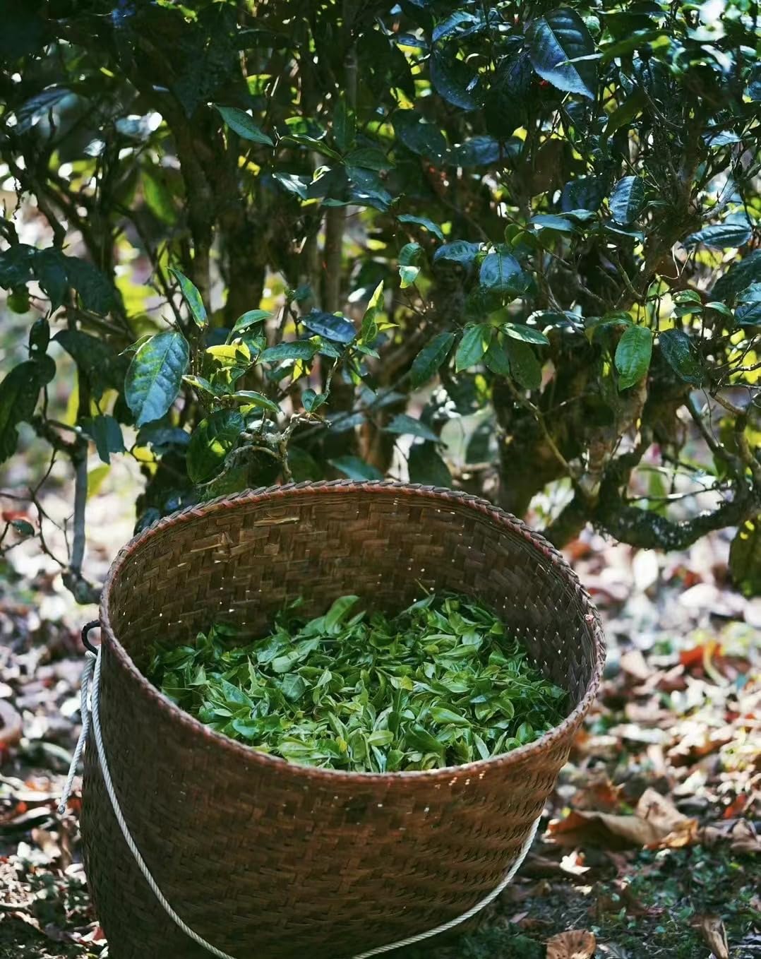 Pu-Erh Tea Pu'er Raw 357g/Cake,Raw Pu Eth Tea Cake .Yunnan Pu'er tea (老班章)
