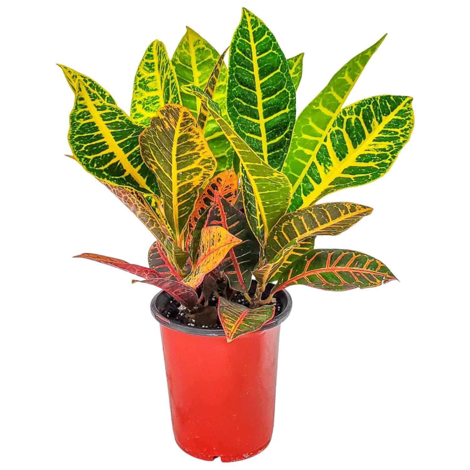 Tropical Plants of Florida Croton Petra 1 Gallon