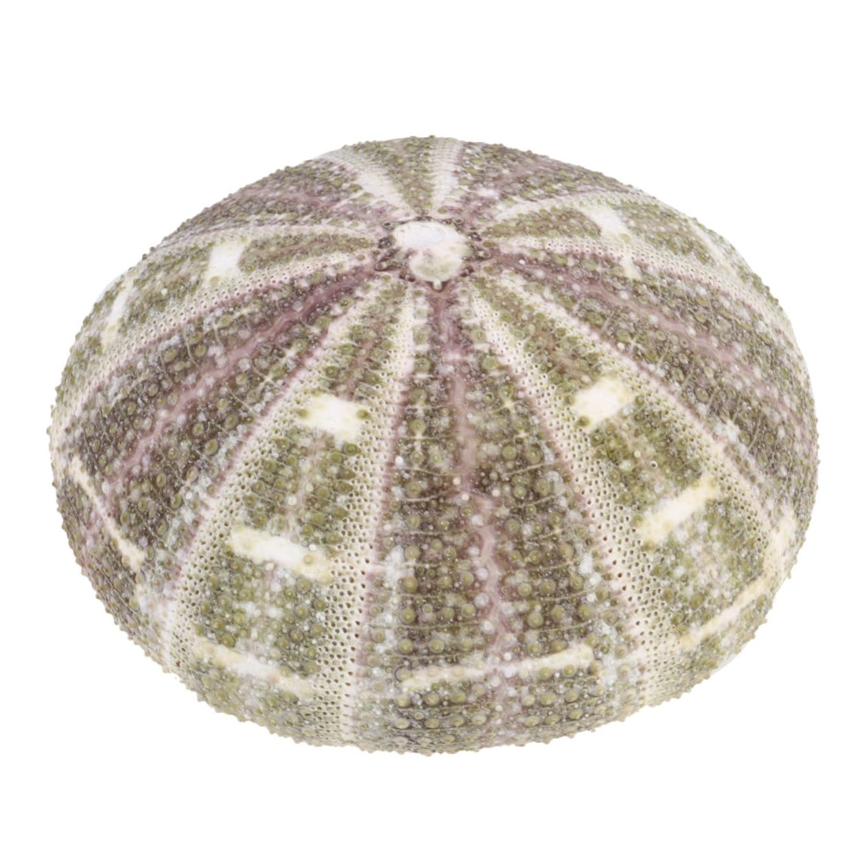 DECHOUS 2pcs Flower Decorations Artificial Plants Mini Plants Purple Beads Desk Topper Wedding Decor Table Top Decor Small Monitor Stand Floral Decor Tray Decor Jewelry Sea ??urchin