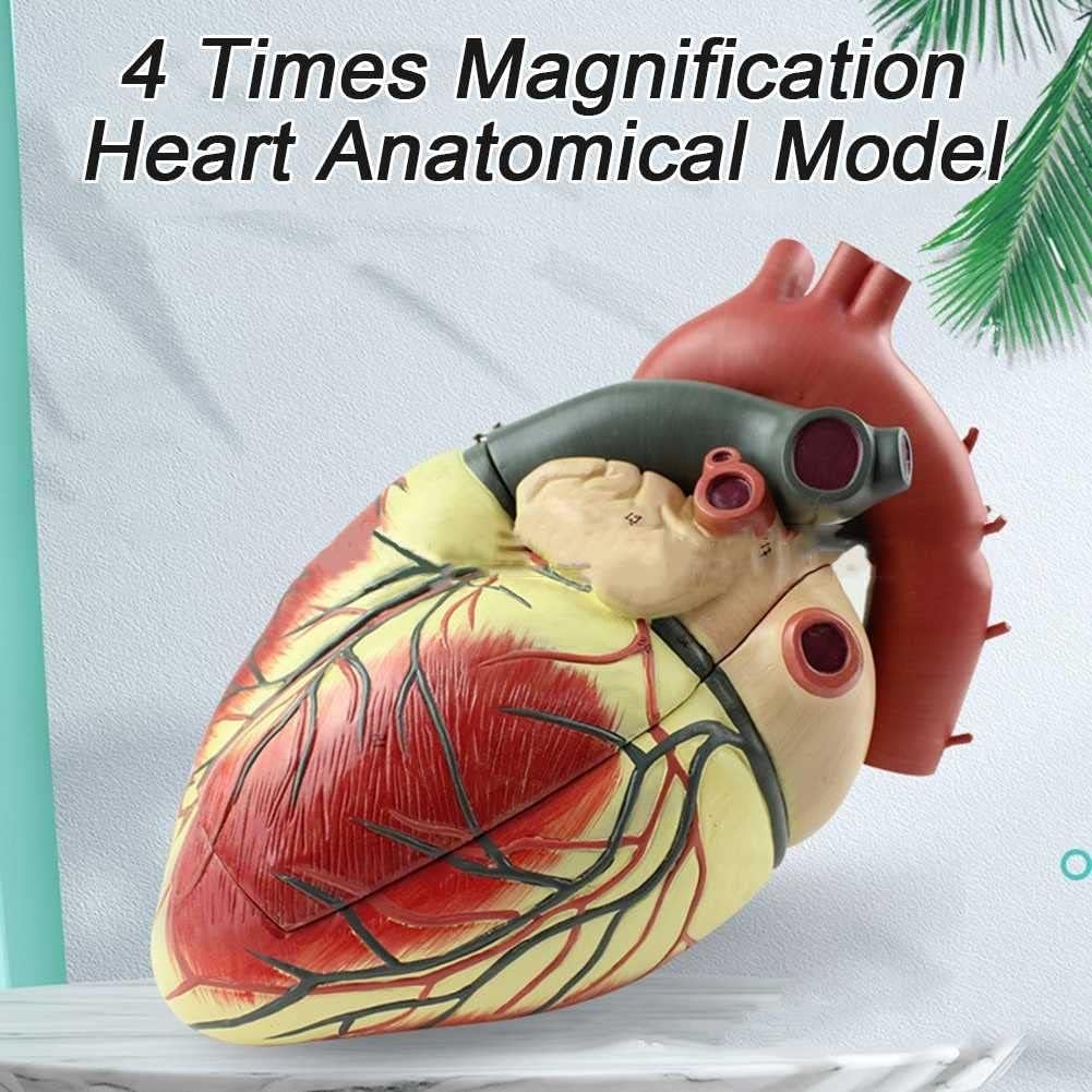 Coeur Humain 4X Agrandir Modèle, Coeur 3D Anatomie Mode, 3 Pièces Amovibles, Marqueurs Numériques Et Position Anatomique Description