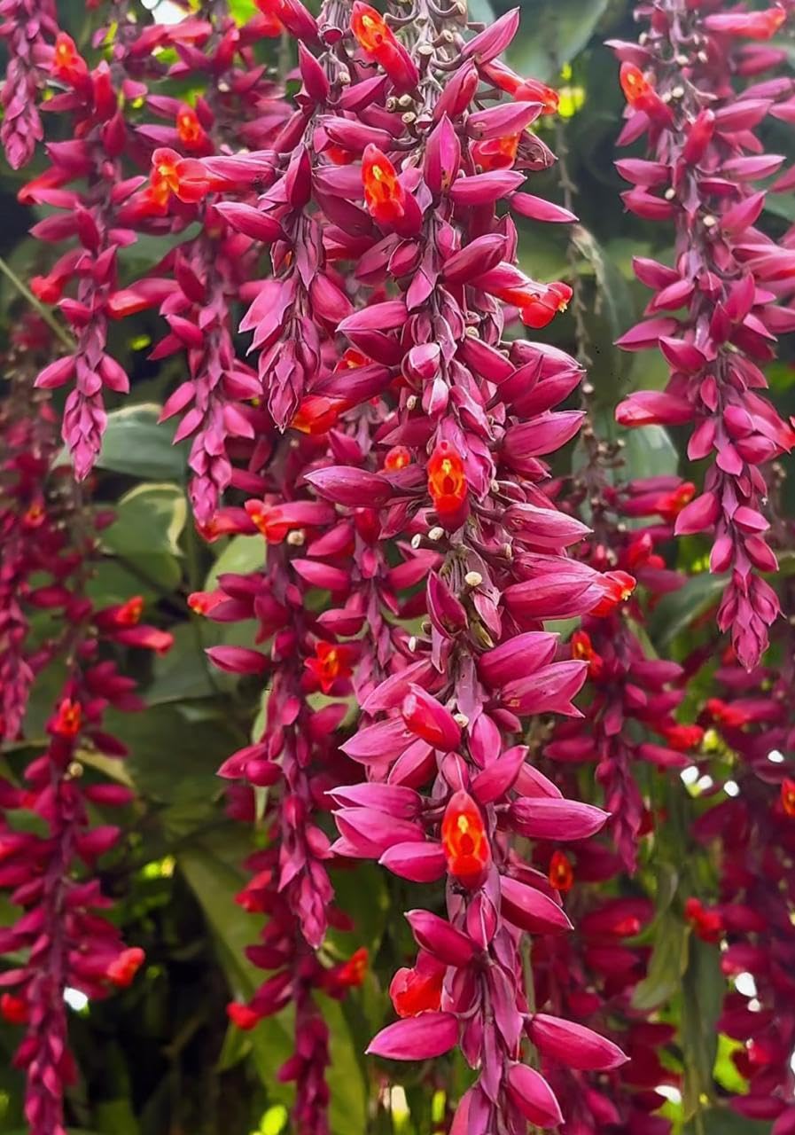Clock Vine Plant Live | Pink or Red | Scarlet Clock Vine Live Plant | Thunbergia Coccinea | Basor Lata Climbers | Lady Shoe or Lady Slipper | Chonga Lota or Indrapushpa |Bloomyard-image-37