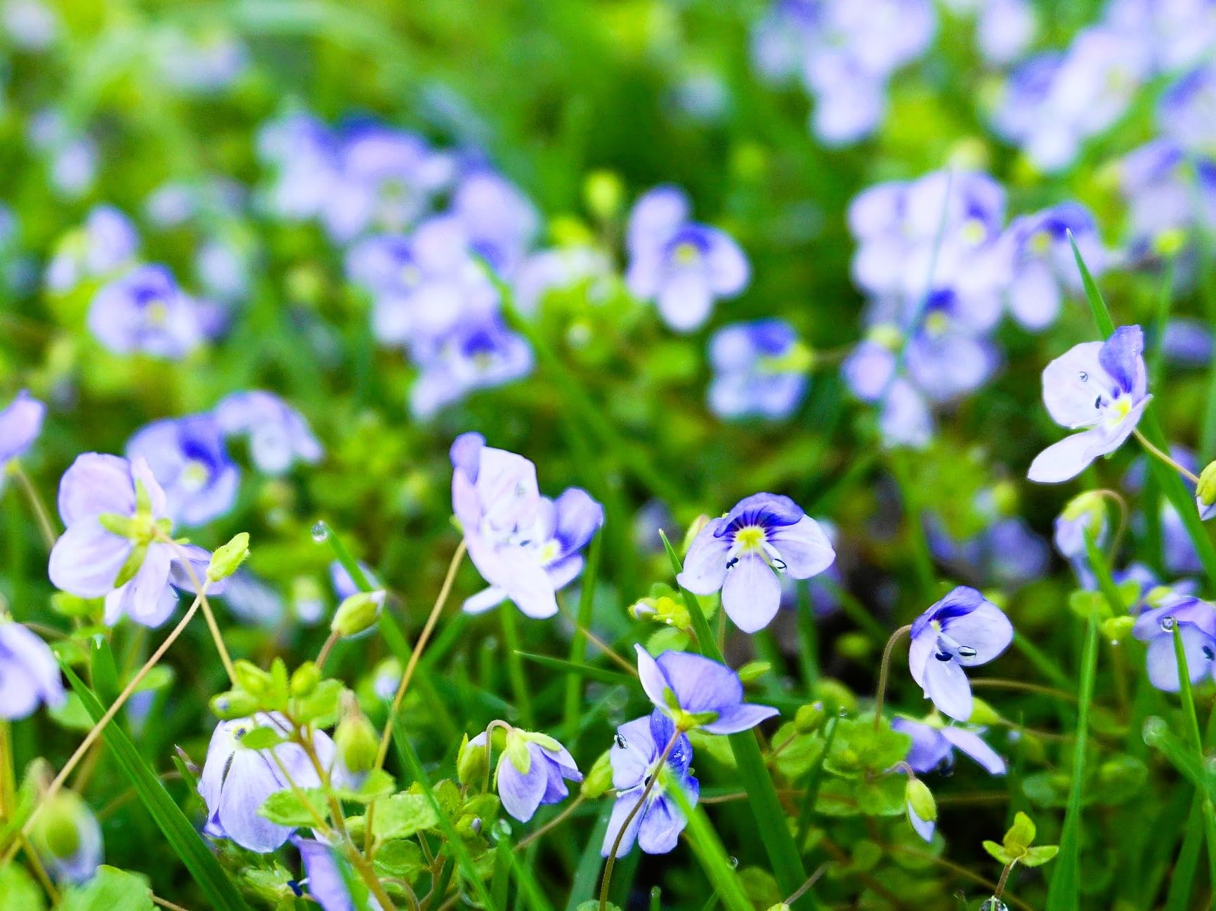 Greenwood Georgia Blue Creeping Speedwell