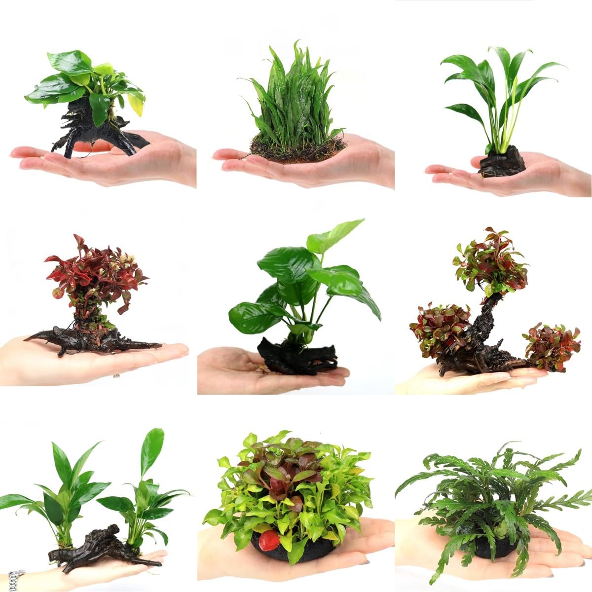 1000 Stcke aquarium pflanzen samen gras - Wasserpflanzen - mini pflanzen  gartenpflanzen Macrophytes) pflanzensamen kunst pflanzen frs zimmer  zimmerbonsai bonsai Aquarium Pflanzen : Amazon.de: Garten
