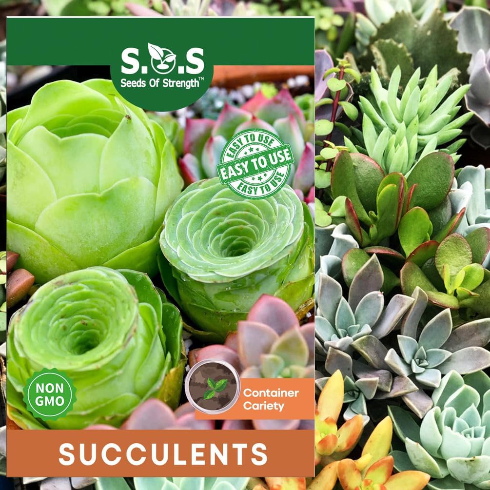 200 pcs Rare Mixed Mini Succulents Seeds for Bonsai & Ornamental Plants