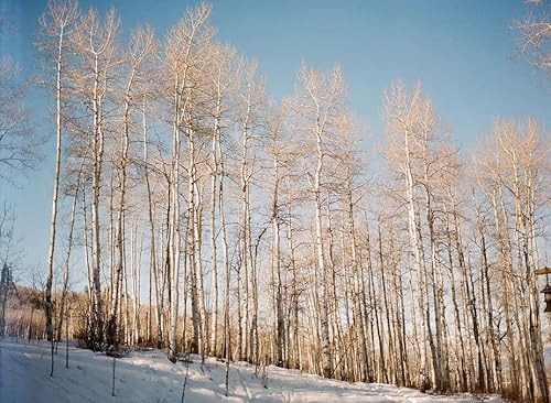 Paper Birch Seeds For Planting Outdoor Betula Papyrifera 200+ Seeds #TOP4