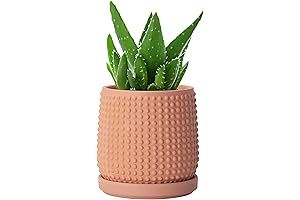 Divine Dev Tall Succulent Pots