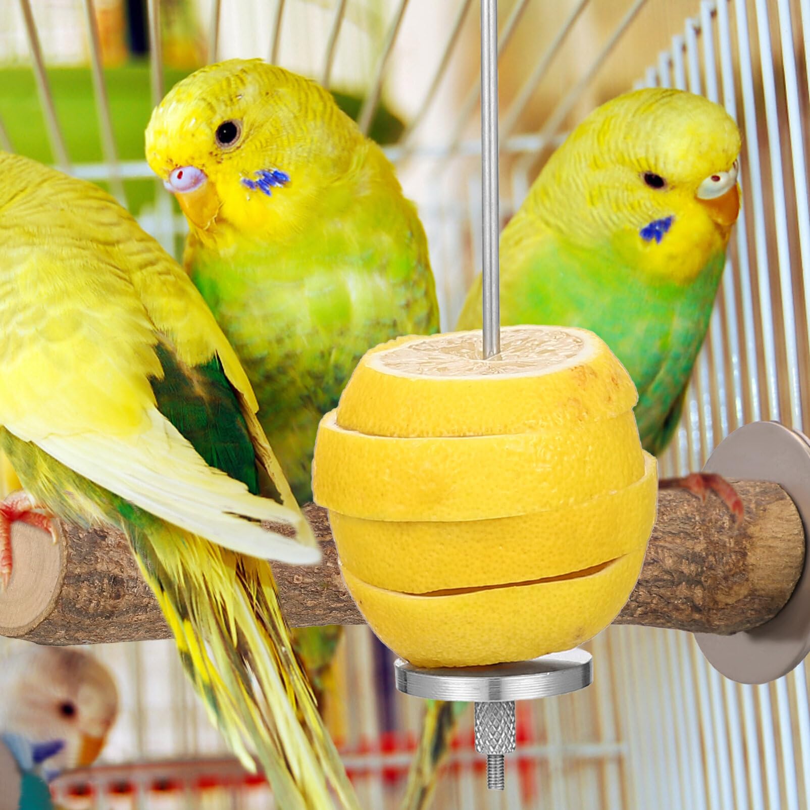 iplusmile 6pezzi Spiedini Per Uccelli Acciaio Inossidabile Supporti Per Frutta e Verdura Per Pappagalli e Canarini Facili Da Installare Durabilità Lungo Termine