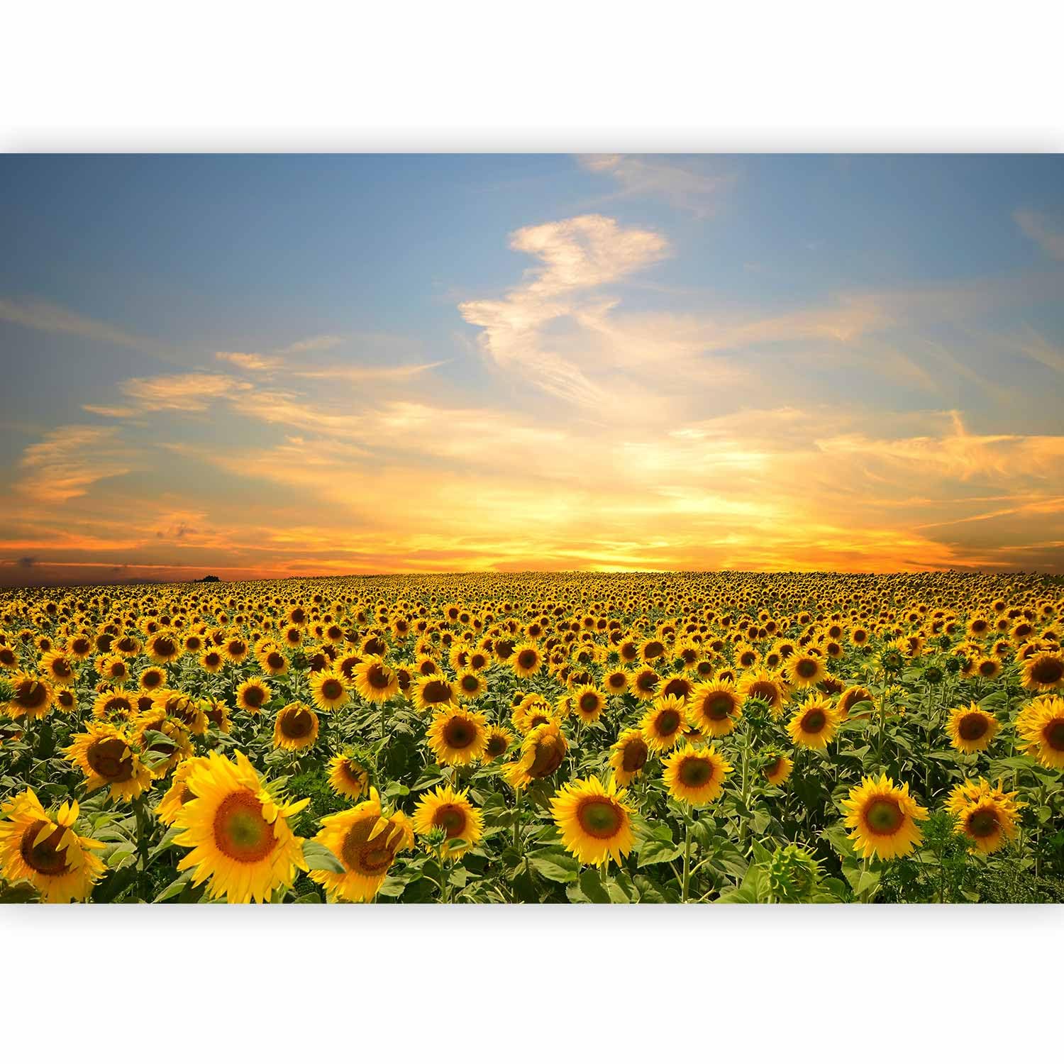 murando - Carta da Parati Moderna Spessa, Paesaggio, 350x256 cm | Fotomurali in TNT, Spessore Maggiore, Decorazione da Muro XXL, Carte da Parati Moderne, Pre, Produzione Europea