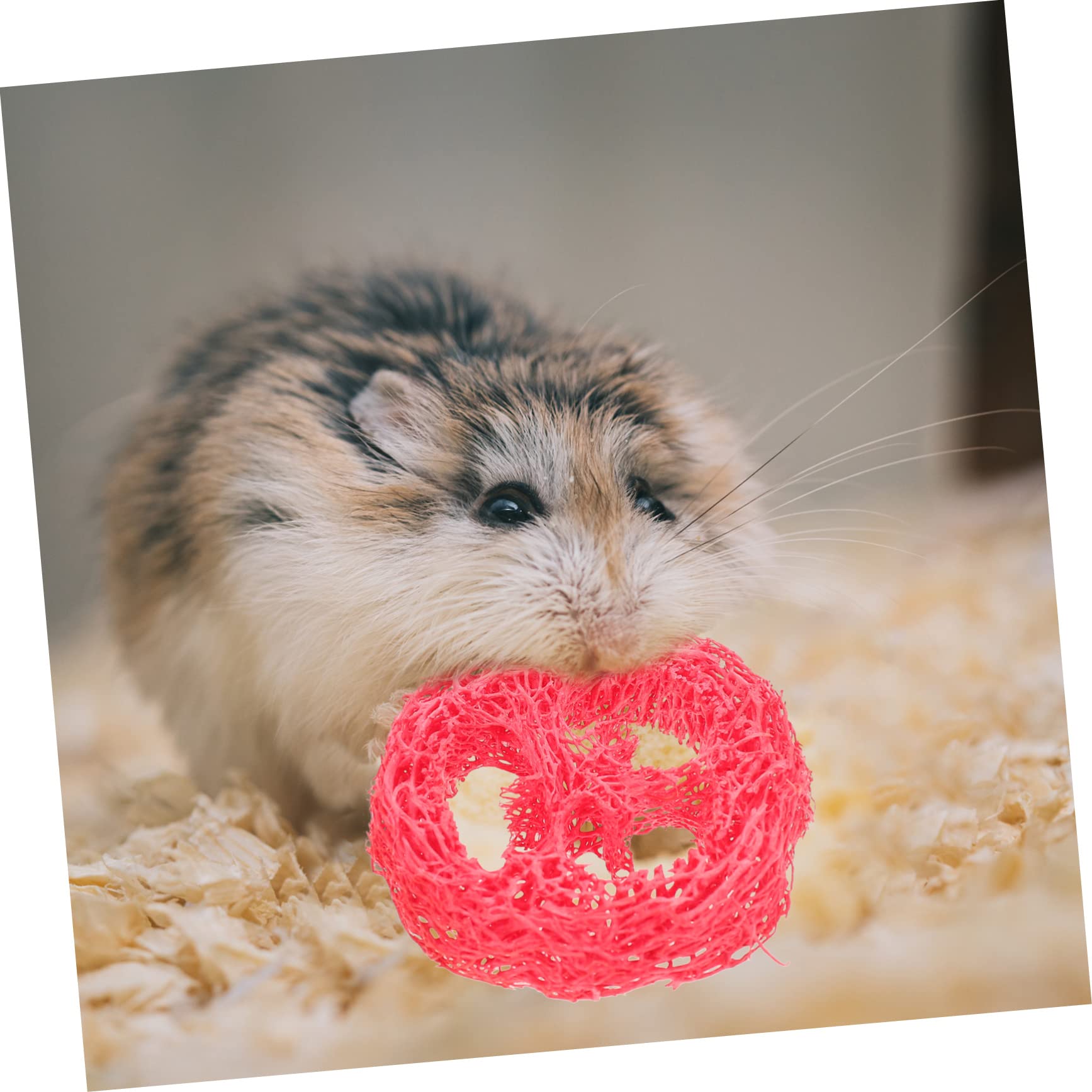 minkissy 4sätze Bunny Zahnpflege Spielzeug Set Teiliges Kauspielzeug Für Hamster Meerschweinchen Und Kaninchen Fördert Und Spielspaß Innenräumen