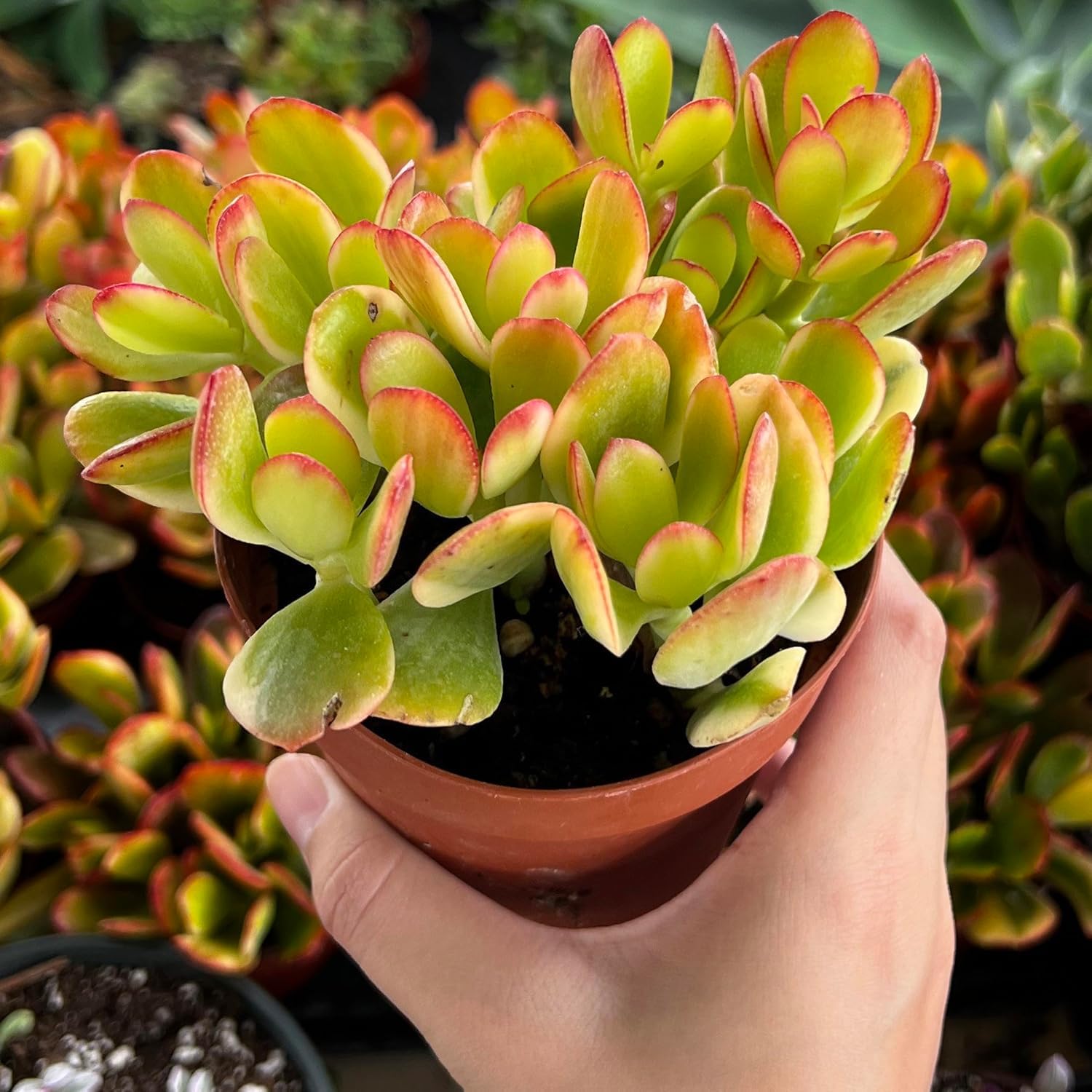 MADHU ENTERPRISES Crassula Ovata Hummel Sunset Vastu Plant | Jade | Lucky Plant With Pot | Good Luck Tree | Indoor plant-image-22