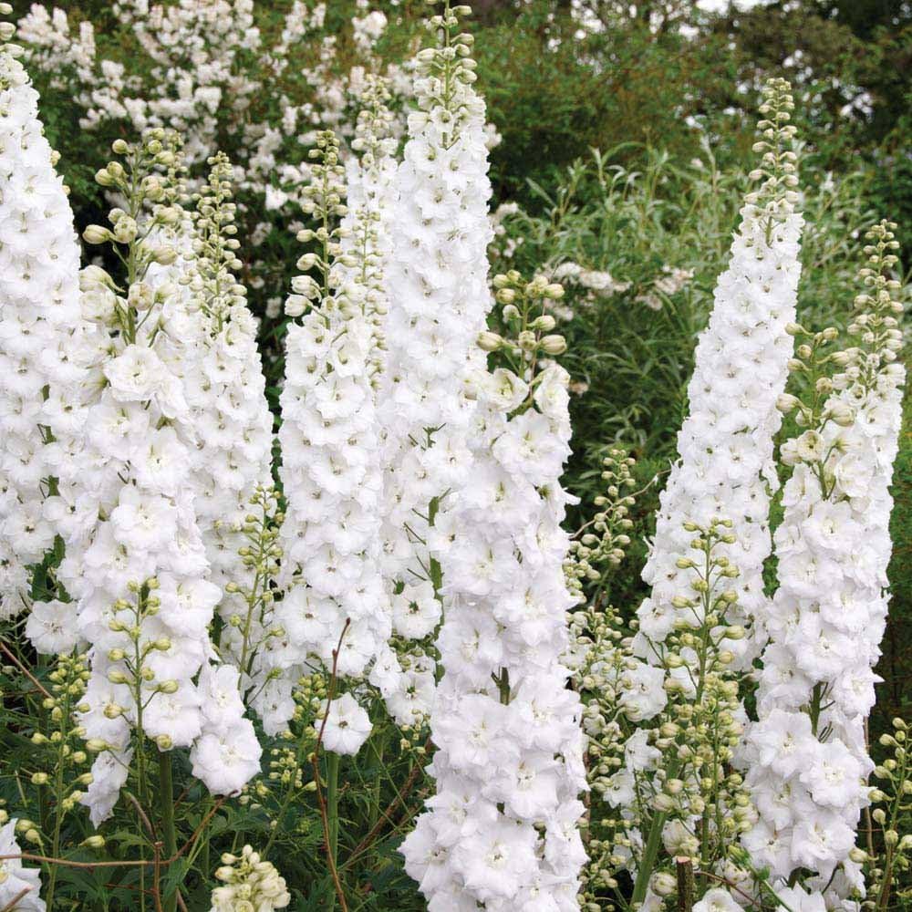 New! Giant Pure White Delphinium Flower Seeds/Perennial