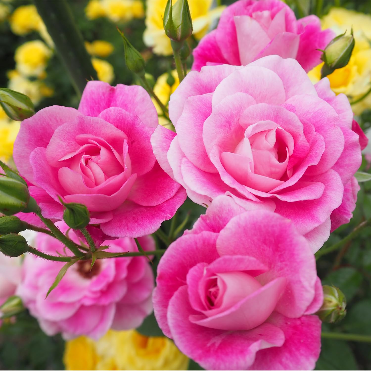 薔薇は Amazon | FLバラ ピンクアイスバーグ 4寸 接木 2年生 苗 1鉢 はな