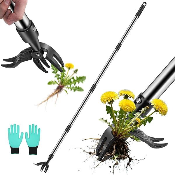 Stand-Up Weeding Made Easy: The Griactrl Adjustable Weed Puller