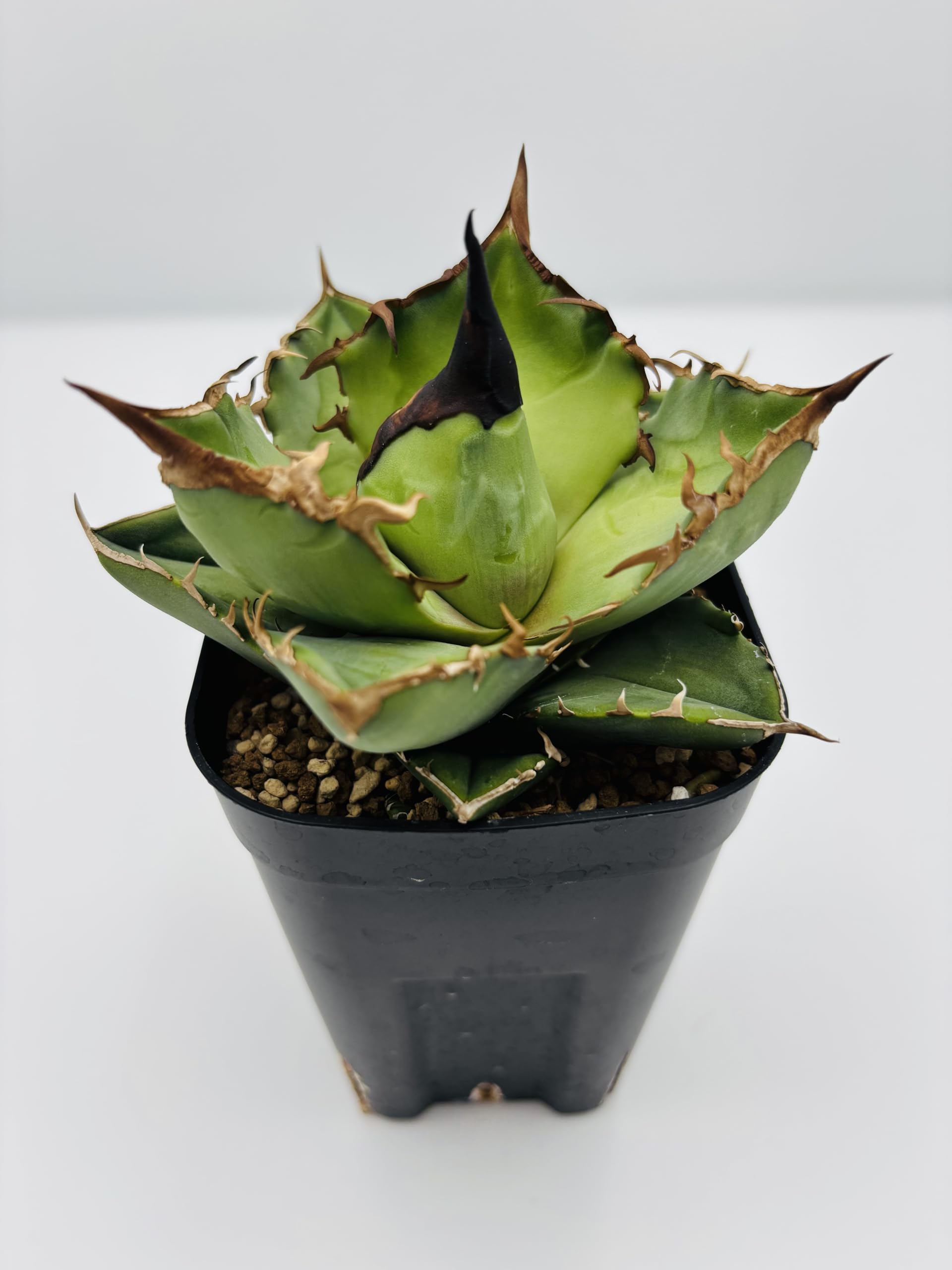 Amazon｜アガベ チタノタ白犀牛(シロサイギュウ)/Agave titanota