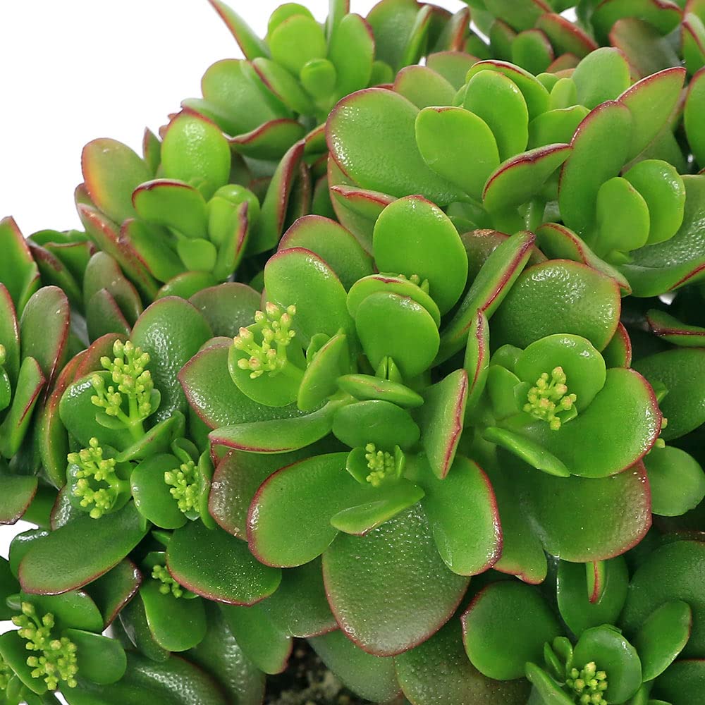 Amazon｜【charm】（観葉植物）クラッスラ 花月（金のなる木） 7号